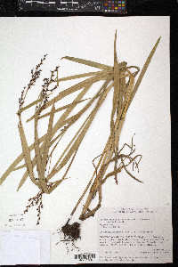 Scleria melaleuca image