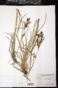 Scirpus lineatus image
