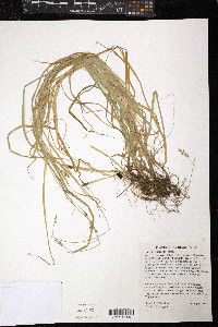 Carex leptopoda image