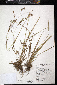 Scirpus pendulus image