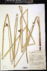 Schoenoplectus acutus image