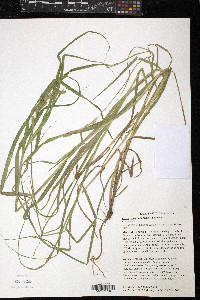 Carex muskingumensis image