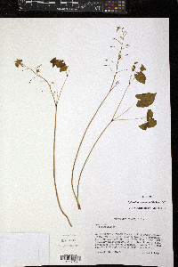 Media resource of Epimedium pinnatum