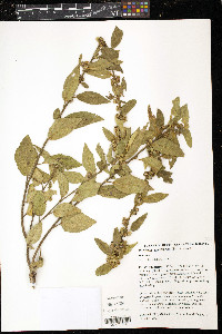 Sidastrum multiflorum image