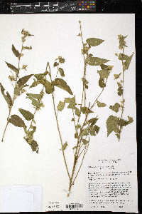 Sida glabra image