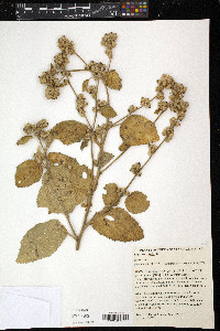 Sida cordifolia image
