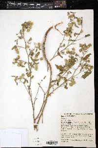 Media resource of Gaya cruziana