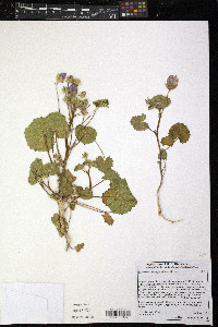 Eremalche rotundifolia image