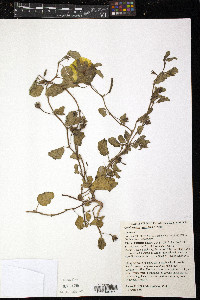 Cienfuegosia argentina image