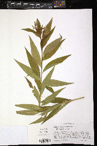 Amsonia tabernaemontana image