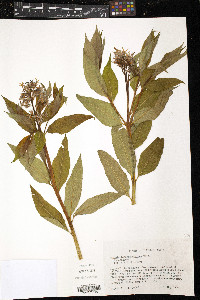 Amsonia tabernaemontana image