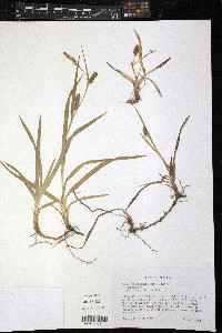 Carex microdonta image