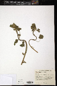 Iliamna bakeri image
