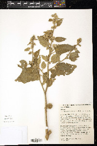 Sida cordifolia image