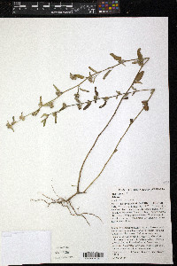 Sida spinosa image