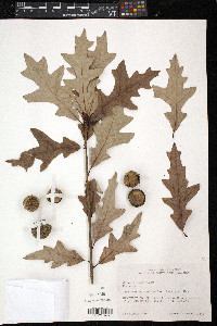 Quercus lyrata image
