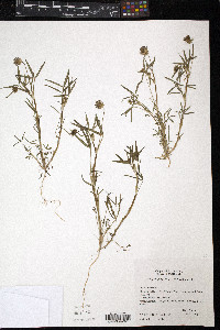 Trifolium willdenovii image