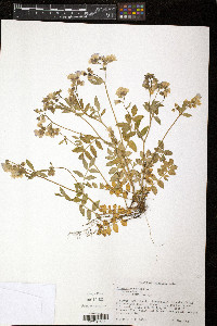 Polemonium reptans image