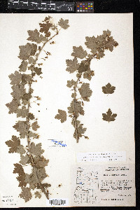 Ribes divaricatum image