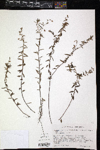 Sauvagesia erecta image