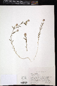Polygala sanguinea image