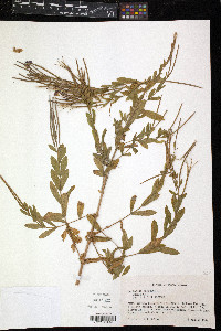 Epilobium hirsutum image