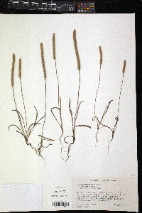 Plantago patagonica image