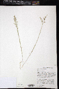 Linum sulcatum image