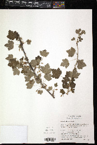 Ribes divaricatum image
