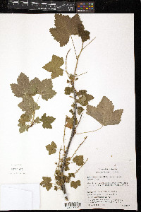 Ribes hudsonianum image