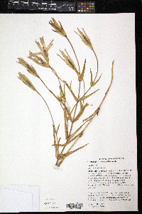 Gentianopsis virgata image