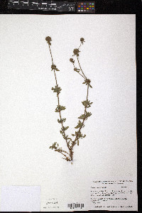 Spermacoce verticillata image