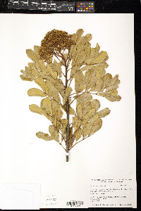 Zanthoxylum coriaceum image
