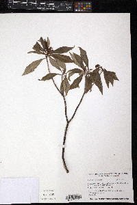 Psychotria ligustrifolia image