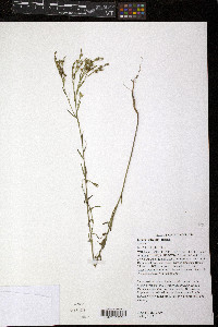 Linum sulcatum image