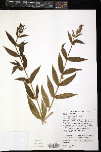 Stachys pilosa image