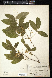 Harpullia pendula image