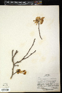Magnolia stellata image