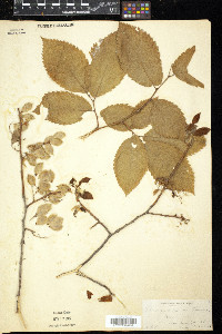 Ulmus racemosa image