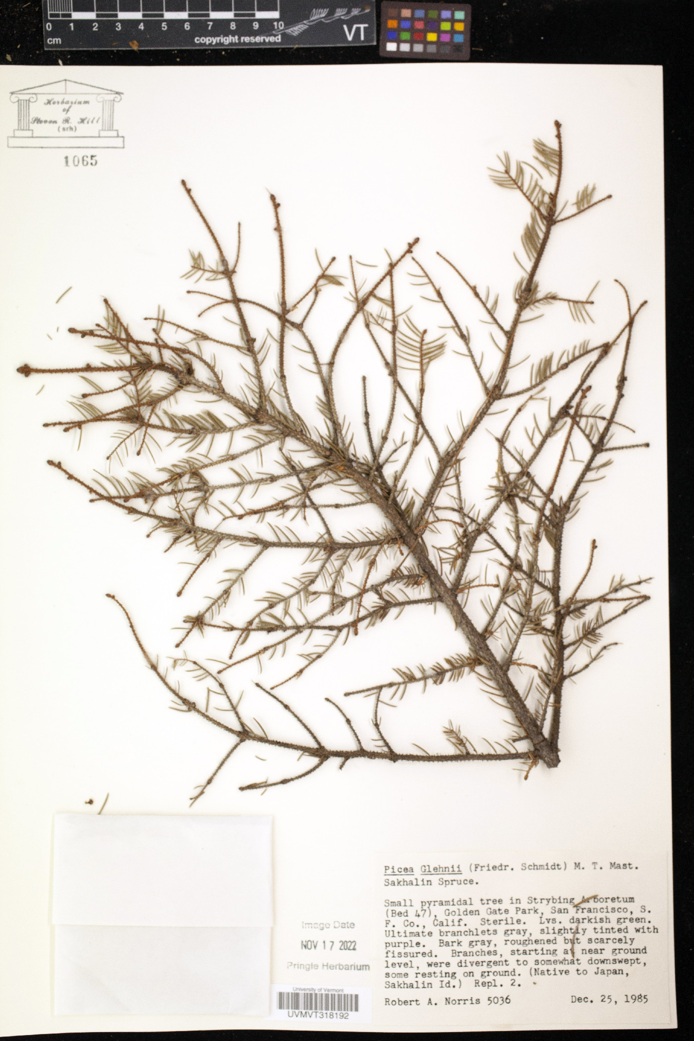 Picea glehnii image