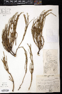 Ephedra andina image