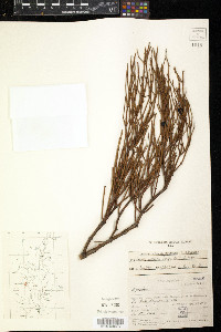 Ephedra andina image