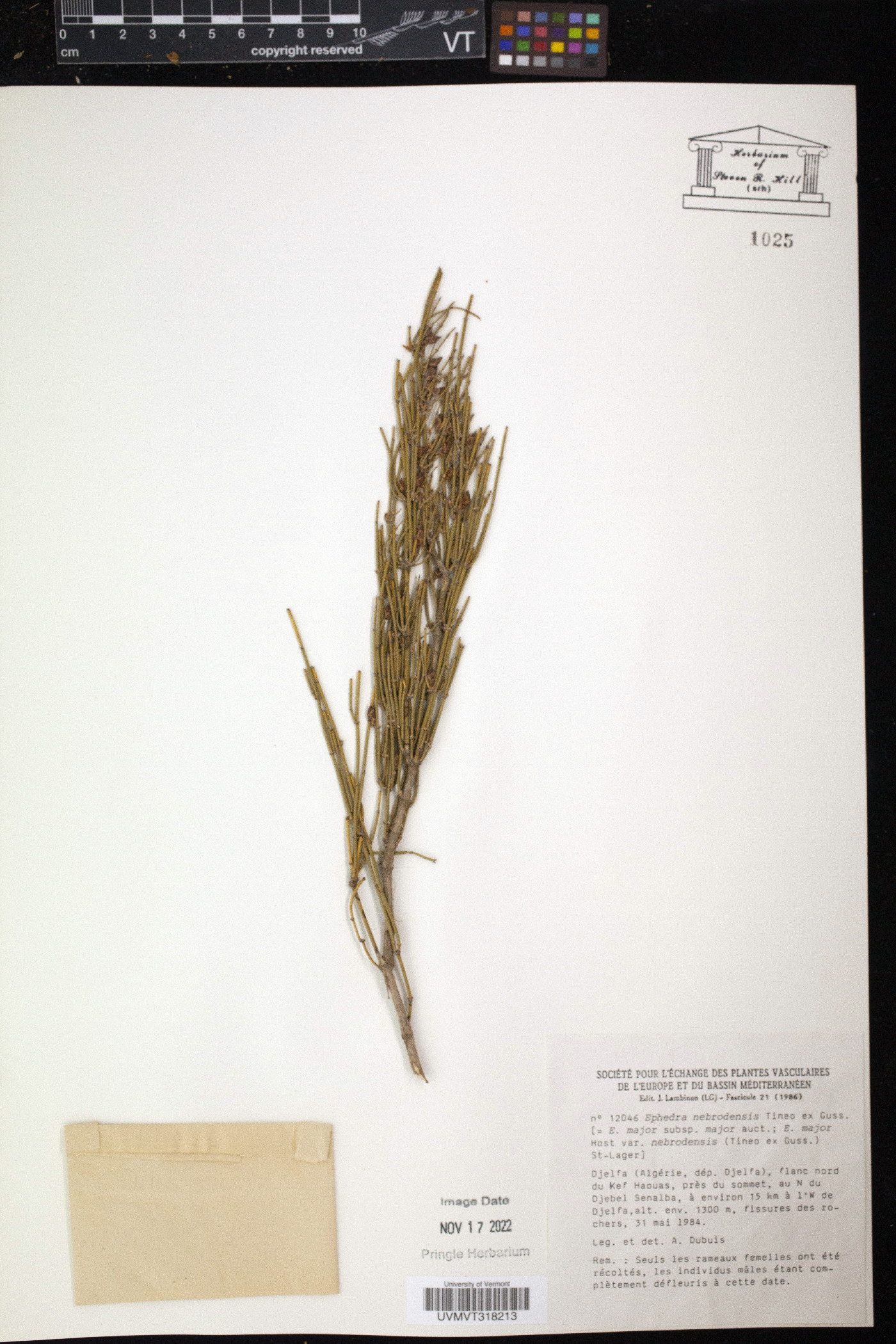 Ephedra major image