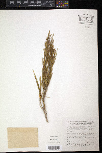 Ephedra major image