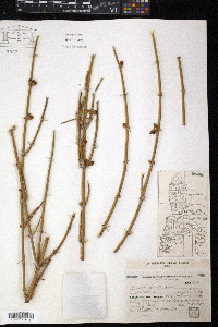 Ephedra ochreata image