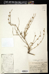 Ephedra triandra image