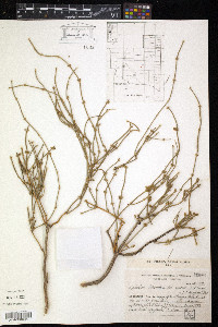 Ephedra triandra image