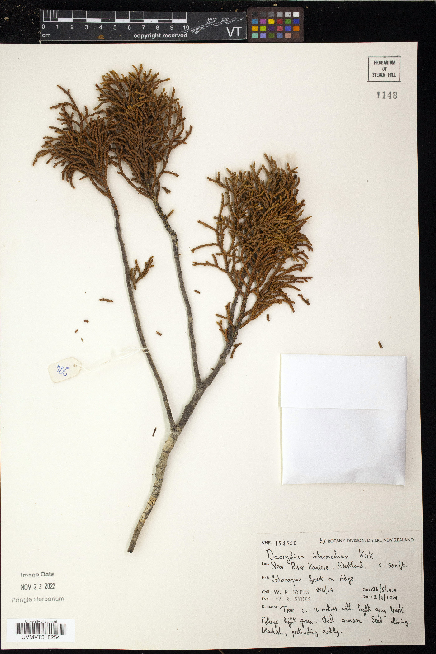 Lepidothamnus image