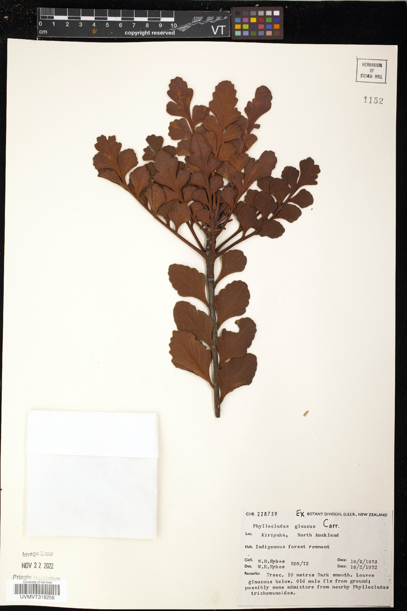 Phyllocladus aspleniifolius image