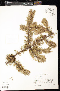 Pinus banksiana image